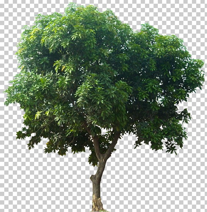 Mangifera Indica Fruit Tree PNG, Clipart, 3d Computer Graphics, Anacardioideae, Branch, Download, Fruit Tree Free PNG Download
