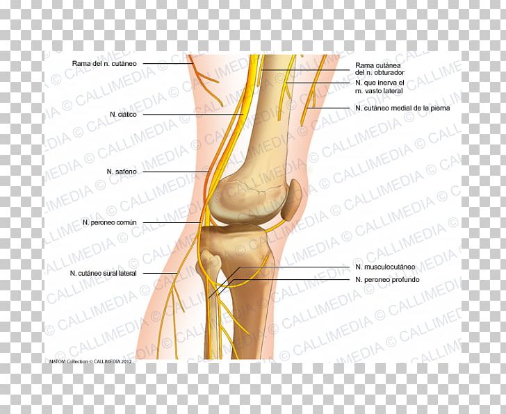 Thumb Common Peroneal Nerve Knee Human Anatomy PNG, Clipart, Abdomen, Anatomy, Ankle, Arm, Bone Free PNG Download