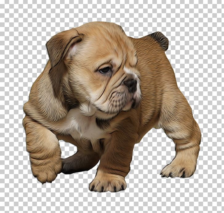 Valley Bulldog Olde English Bulldogge Dorset Olde Tyme Bulldogge Toy Bulldog Australian Bulldog PNG, Clipart, Animals, British, Bulldog, Bulldog Breeds, Bulldog Racing Free PNG Download