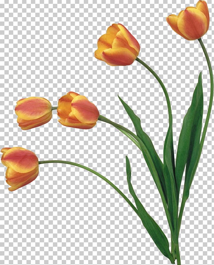 YouTube Flower PNG, Clipart, Animation, Bud, Cut Flowers, Desktop Wallpaper, Flower Free PNG Download