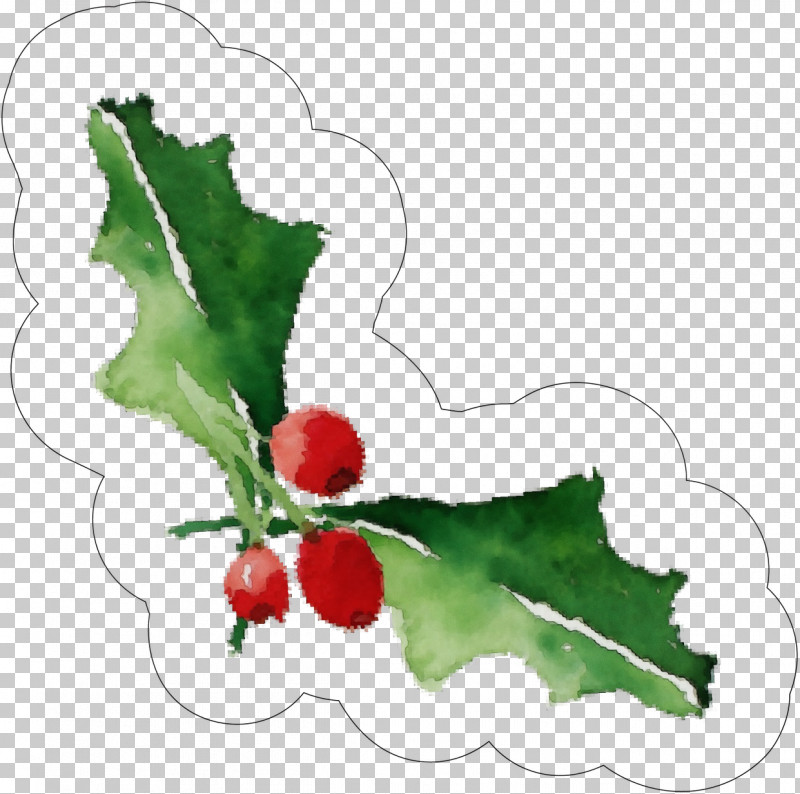 Holly PNG, Clipart, Flower, Holly, Leaf, Paint, Plant Free PNG Download