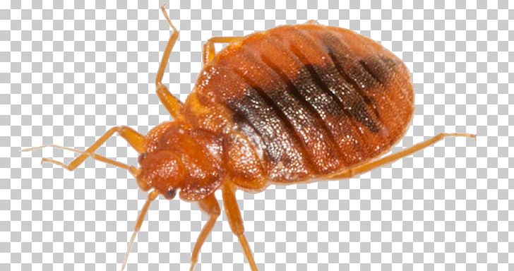Beetle Mosquito Cockroach Bed Bug Pest Control PNG, Clipart, American Cockroach, Arthropod, Bed Bug, Bed Bug Bite, Bed Bug Control Techniques Free PNG Download