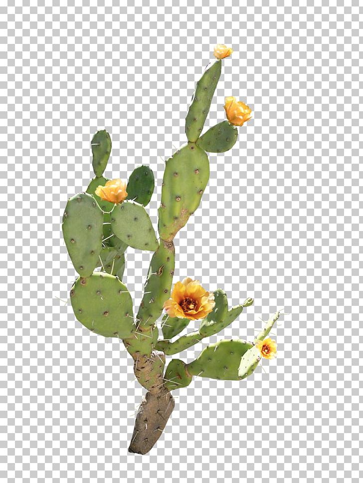 Flower Barbary Fig Cactaceae PNG, Clipart, Cactus, Designer, Encapsulated Postscript, Floral Design, Flower Arranging Free PNG Download