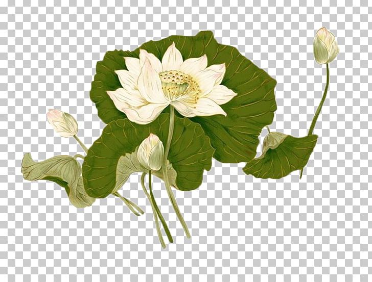 Nelumbo Nucifera Flower Ink Wash Painting PNG, Clipart, Annual Plant, Chinese Style, Flower, Gongbi, Hand Free PNG Download
