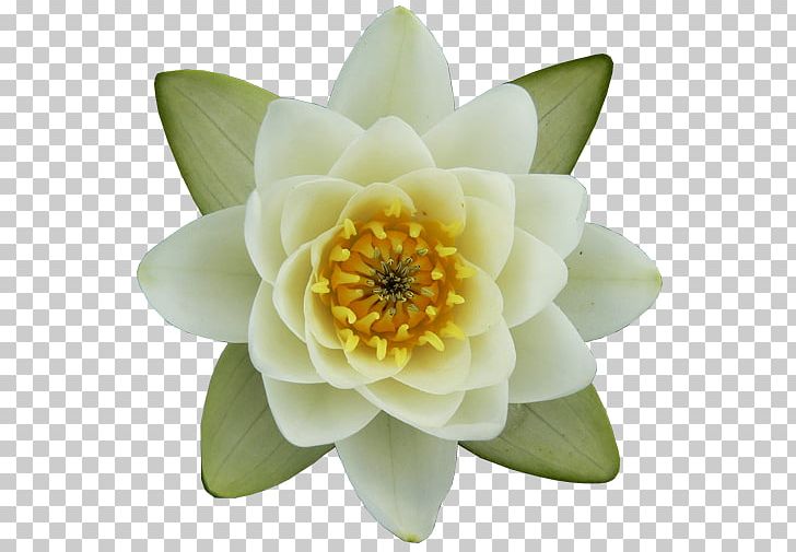 Nelumbo Nucifera Nymphaea Alba Egyptian Lotus Drawing Flower PNG, Clipart, Abstract Lines, Aquatic Plant, Art, Cartoon, Cartoon Decorative Material Free PNG Download