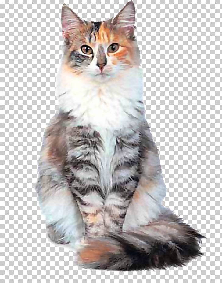 Siberian Cat Norwegian Forest Cat Himalayan Cat Cymric Cat Siamese Cat PNG, Clipart, American Wirehair, Animals, Black Cat, Breed, Carnivoran Free PNG Download