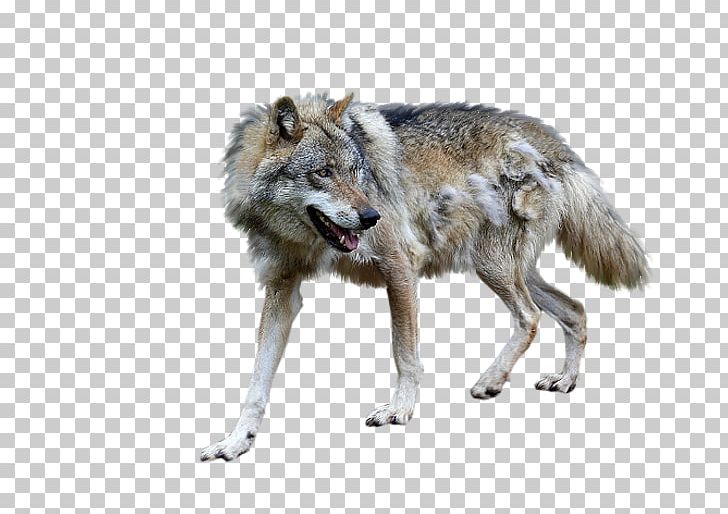 Alaskan Tundra Wolf Coyote Wolfdog Jackal PNG, Clipart, Alaskan Tundra Wolf, Animaatio, Animal, Canis, Canis Lupus Tundrarum Free PNG Download