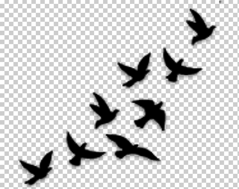 Bird Flock Bird Migration Wing Stencil PNG, Clipart, Animal Migration, Bird, Bird Migration, Blackandwhite, Flock Free PNG Download