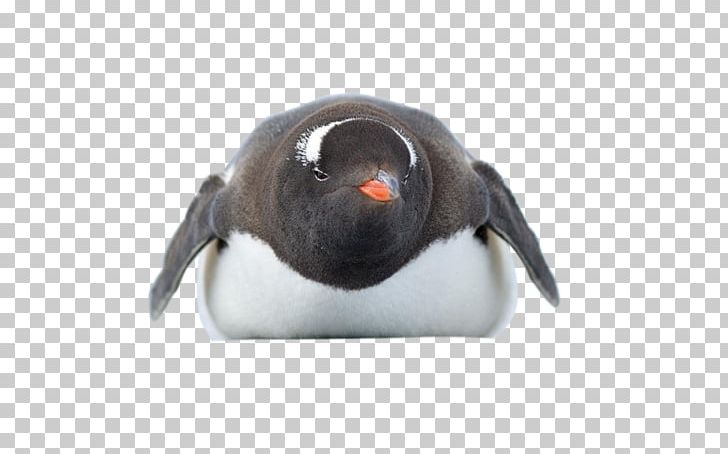 Adélie Penguin Antarctica Bird PNG, Clipart, Adelie Penguin, Animal, Animals, Antarctic, Antarctica Free PNG Download