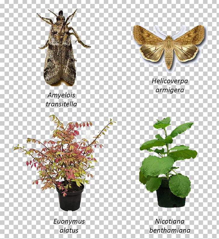 Butterfly Insect Fauna Plant Wing PNG, Clipart, Arthropod, Butterflies And Moths, Butterfly, Euonymus, Fauna Free PNG Download
