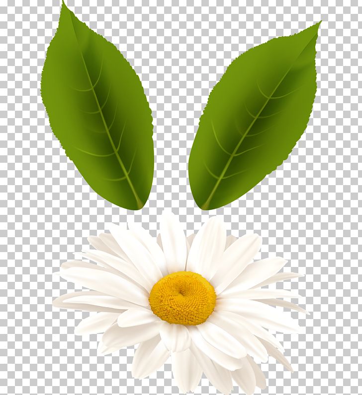 Chamomile Leaf Chrysanthemum PNG, Clipart, Autumn Leaves, Banana Leaves, Chamomile, Closeup, Computer Icons Free PNG Download
