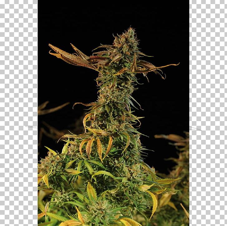 Golden Harvest Cannabis Sativa Plant Seed Bank PNG, Clipart, Blueberry, Blueberry Bush, Cannabis, Cannabis Blueberry, Cannabis Sativa Free PNG Download