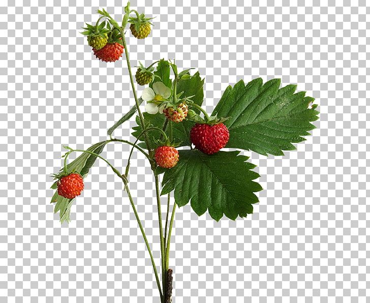 Strawberry West Indian Raspberry Loganberry PNG, Clipart, Auglis, Berry, Food, Fruit, Fruit Nut Free PNG Download