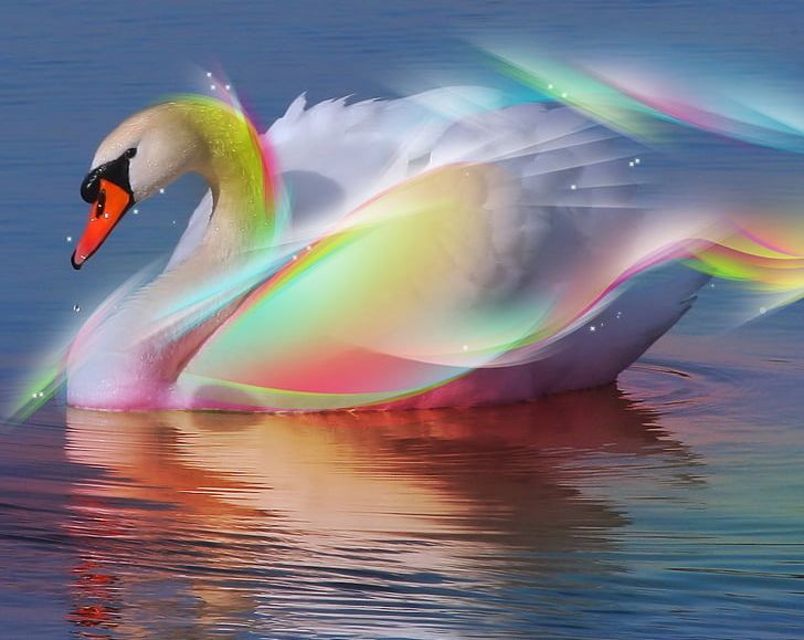 The Wild Swans At Coole Black Swan Bird Light Color PNG, Clipart, Animal, Animals, Beak, Bird, Black Swan Free PNG Download
