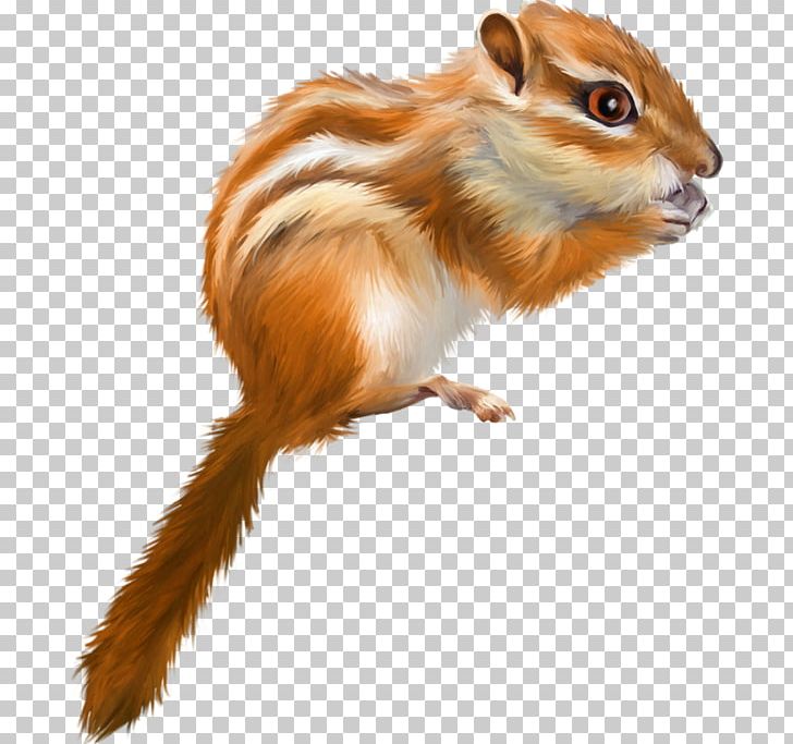 Tree Squirrel Drawing PNG, Clipart, Animals, Cartoon, Chipmunk, Cuteness, Download Free PNG Download