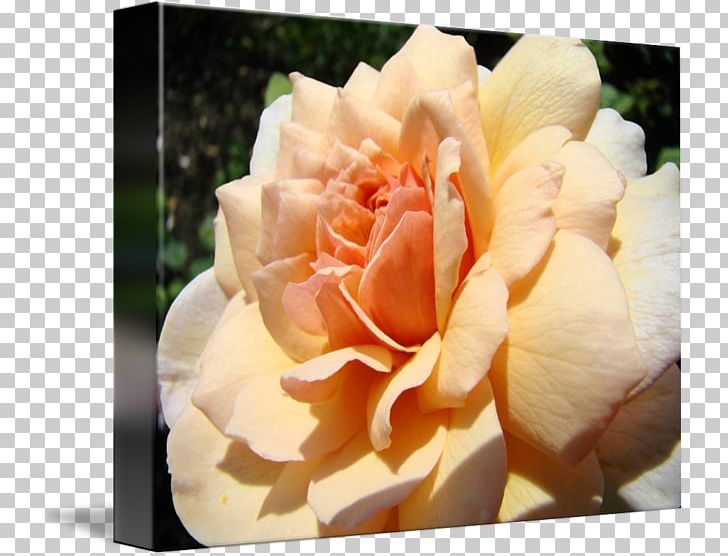 Floribunda Garden Roses Centifolia Roses Art Floristry PNG, Clipart, Art, Centifolia Roses, Cut Flowers, Fine Art, Floribunda Free PNG Download