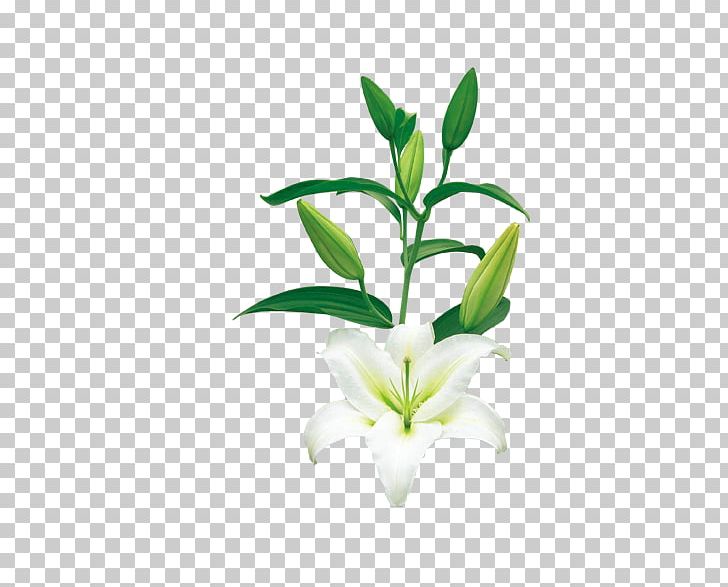 Plant Flower Leaf PNG, Clipart, Designer, Download, Euclidean Vector, Floral Design, Flower Free PNG Download