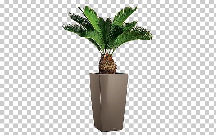 Sago Palm Houseplant Cycad Gymnosperm PNG, Clipart, Arecaceae, Arecales, Blossom, Carl Peter Thunberg, Dracaena Fragrans Free PNG Download