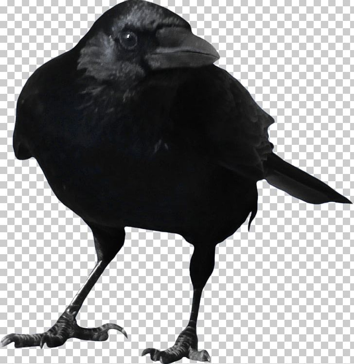 Common Raven PNG, Clipart, Animals, Beak, Bird, Black And White, Cachorro Free PNG Download