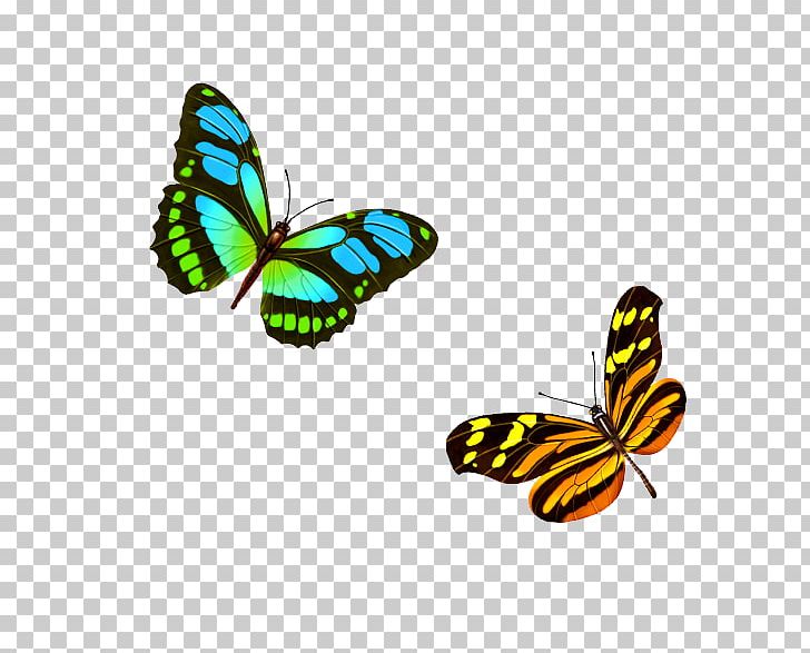 Monarch Butterfly Pieridae PNG, Clipart, Arthropod, Brush Footed Butterfly, Butterflies And Moths, Butterfly, Butterfly Vector Free PNG Download