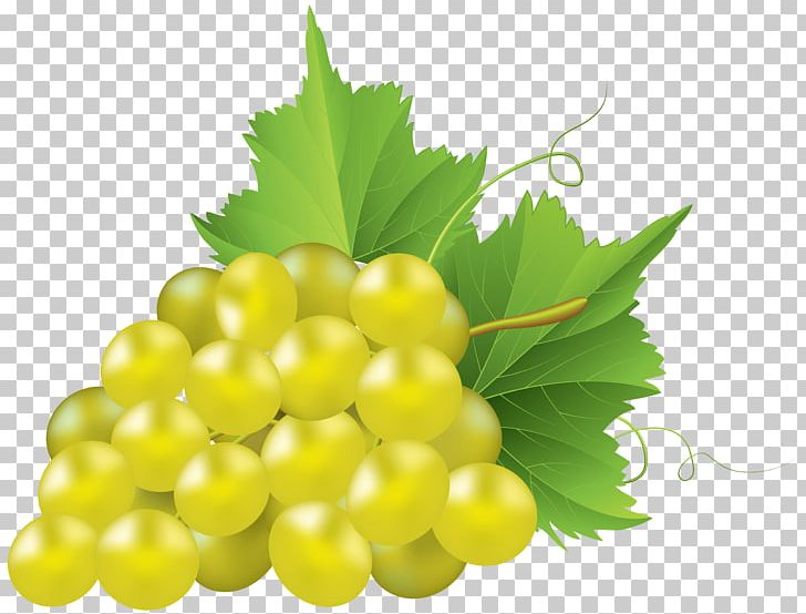 Chardonnay Grape Pie Common Grape Vine PNG, Clipart, Can Stock Photo, Chardonnay, Clipart, Common Grape Vine, Concord Grape Free PNG Download