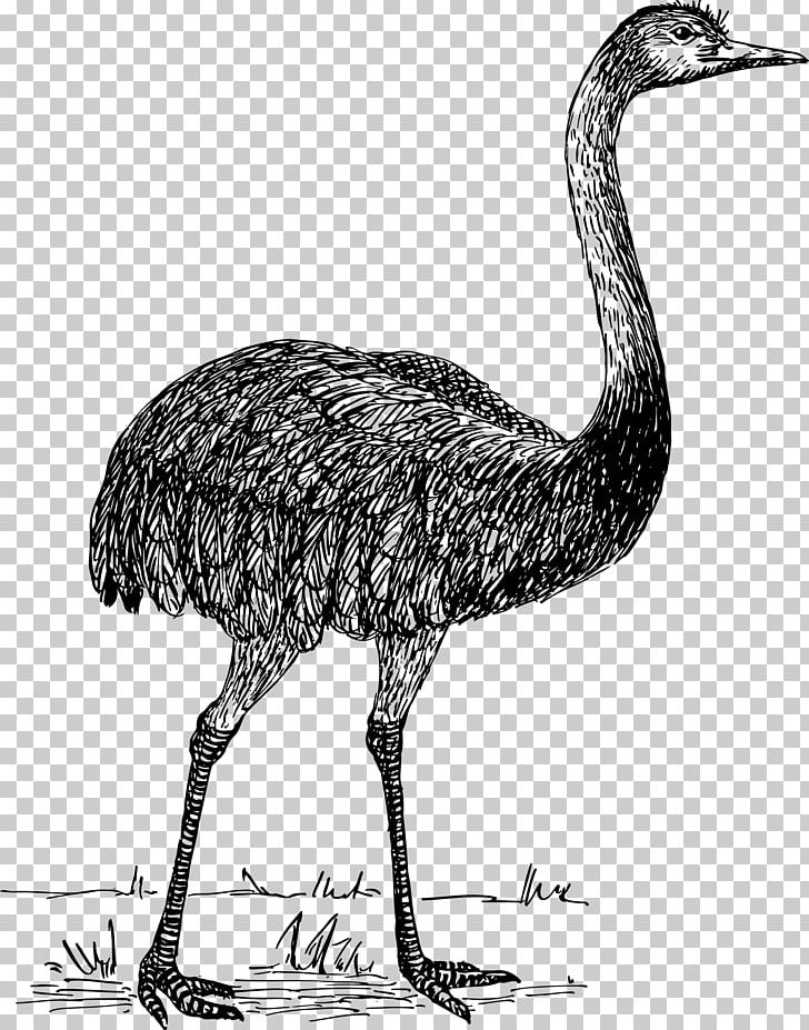 Common Ostrich Bird Computer Icons PNG, Clipart, Animals, Arachnid, Beak, Bird, Black And White Free PNG Download