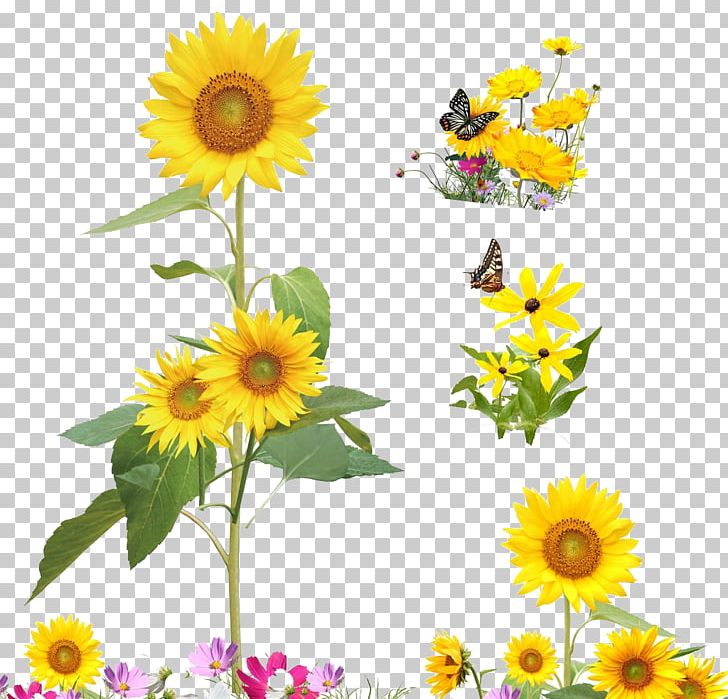 Common Sunflower Cartoon Illustration PNG, Clipart, Annual Plant, Creative, Creative Flowers, Daisy Family, Drawing Free PNG Download