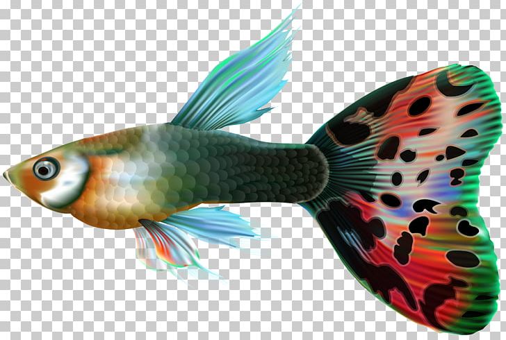 Guppy Fish Desktop PNG, Clipart, Animals, Bony Fish, Bubble Guppies, Clip, Clip Art Free PNG Download