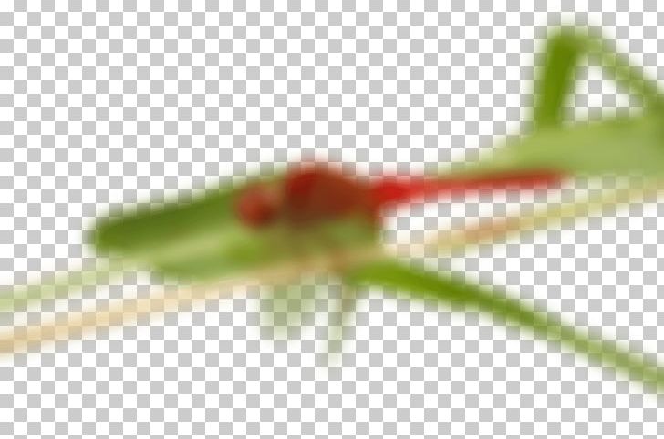 Insect Close-up Photography Leaf Plant Stem PNG, Clipart, Animals, Closeup, Closeup, Farm, Home Free PNG Download