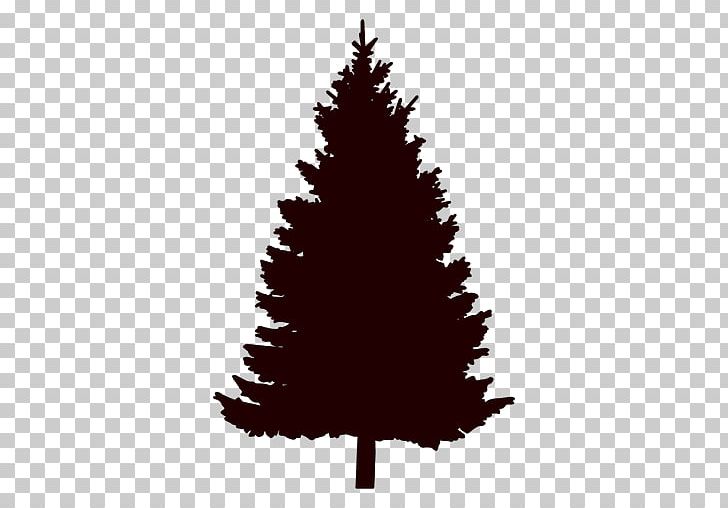 Pine Conifers PNG, Clipart, Christmas, Christmas Decoration, Christmas Ornament, Christmas Tree, Conifer Free PNG Download