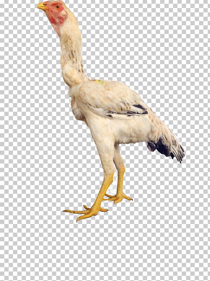 Rooster Beak Vulture Fauna Feather PNG, Clipart, Animals, Beak, Bird, Bird Of Prey, Chicken Free PNG Download