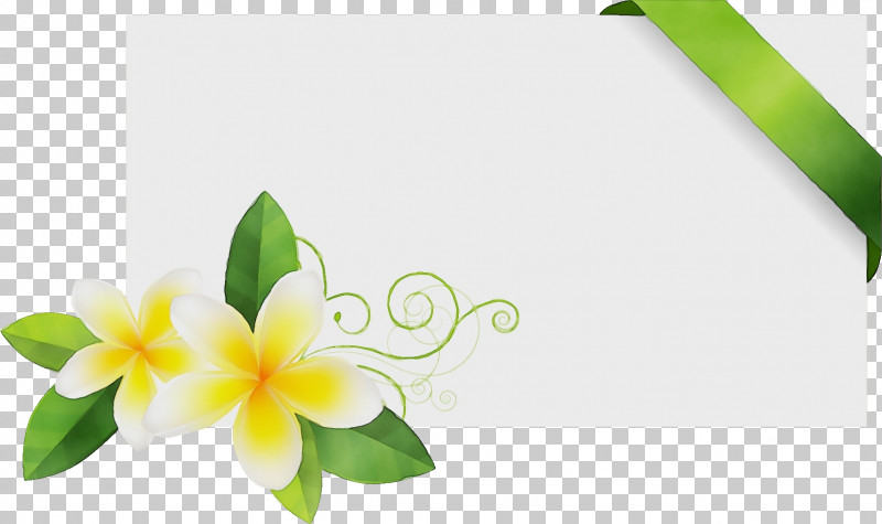 Frangipani Flower Green Petal Plant PNG, Clipart, Floral Frame, Flos Plumeriae Flower Frame, Flower, Frangipani, Green Free PNG Download