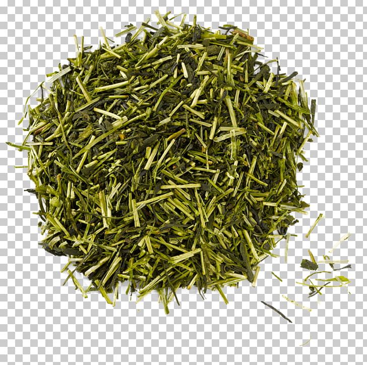 Gyokuro Green Tea Nilgiri Tea Assam Tea PNG, Clipart, Assam Tea, Baihao Yinzhen, Bai Mudan, Bancha, Biluochun Free PNG Download
