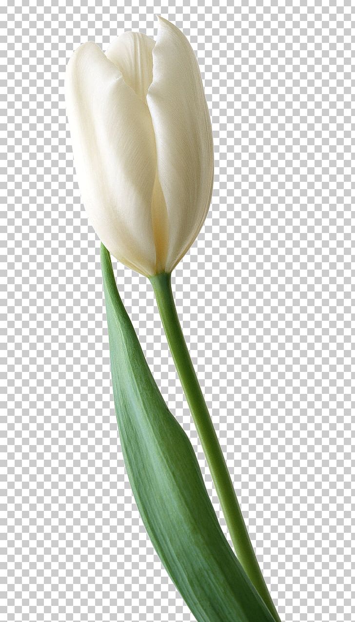 Tulip Cut Flowers PNG, Clipart, Arum, Blog, Bud, Clip Art, Cut Flowers Free PNG Download