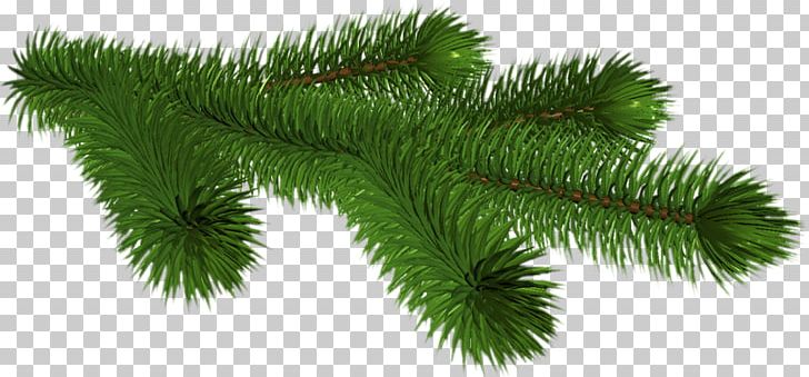 Fir Spruce Pie Drawing PNG, Clipart, Ansichtkaart, Branch, Christmas Ornament, Computer Software, Conifer Free PNG Download