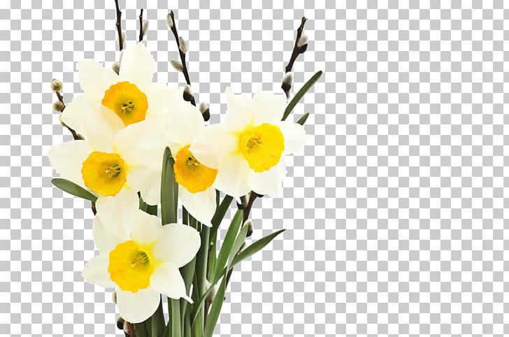 Narcissus Tazetta Narcissus Jonquilla Flower Petal PNG, Clipart, Amaryllis Family, Bouquet, Bouquet Of Flowers, Bulb, Cut Flowers Free PNG Download