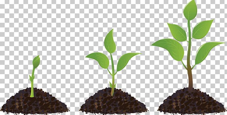 Seedling Sprouting Drawing PNG, Clipart, Branch, Drawing, Food Drinks, Grass, Leaf Free PNG Download