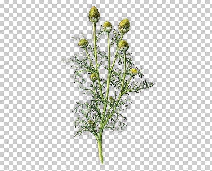 Pineappleweed Plant Stem German Chamomile PNG, Clipart, Asteraceae, Botany, Cut Flowers, Dandelion, Flora Free PNG Download