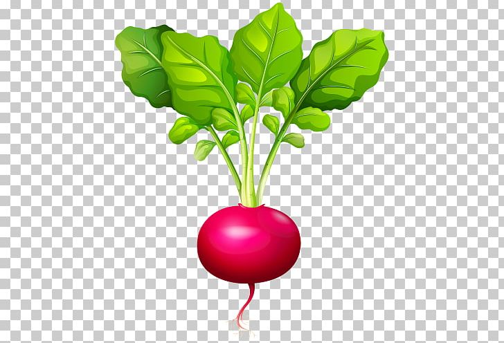 Radish PNG, Clipart, Radish Free PNG Download