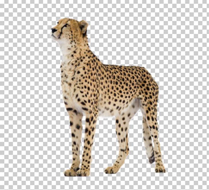 Cheetah Felinae PNG, Clipart, Animals, Big Cats, Black, Carnivoran, Cat Like Mammal Free PNG Download