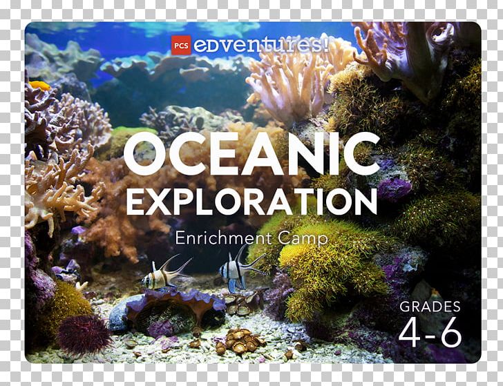 Coral Reef Stony Corals Pcs Edventures Ecosystem PNG, Clipart, Aerodynamics, Aquarium, Coral, Coral Reef, Coral Reef Fish Free PNG Download