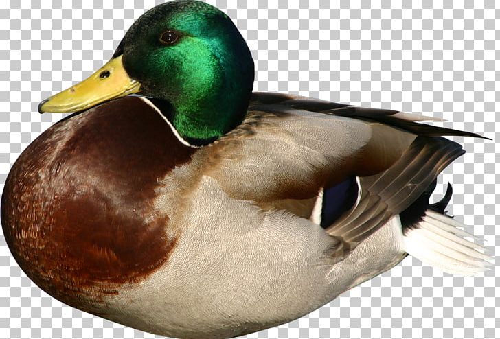Duck Mallard Bird Goose PNG, Clipart, Beak, Bird, Canard, Cygnini, Daffy Duck Free PNG Download