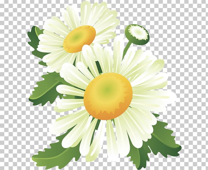 Flower Web Banner PNG, Clipart, Baner, Chamaemelum Nobile, Chrysanths, Cicek Resimleri, Cut Flowers Free PNG Download