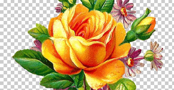 Garden Roses Cabbage Rose Floral Design Cut Flowers PNG, Clipart, Annual Plant, Cut Flowers, Digital Image, Download, Floral Design Free PNG Download