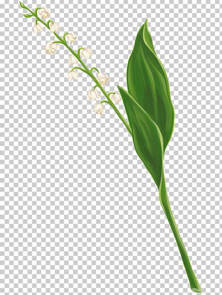Lily Of The Valley Flower Digital PNG, Clipart, Arum, Branch, Desktop Wallpaper, Digital Image, Floral Design Free PNG Download