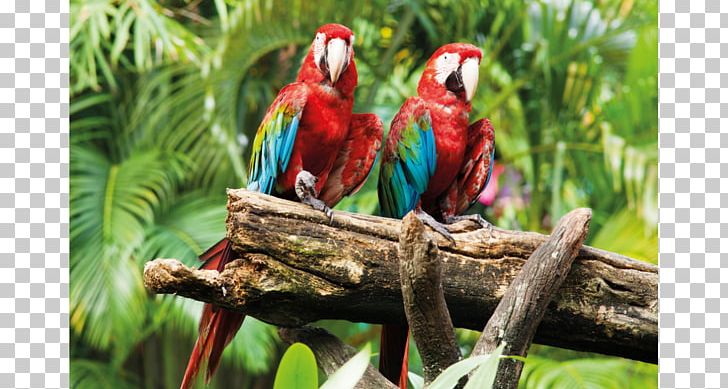 Parrot Bird Macaw Desktop PNG, Clipart, Animal, Animals, Beak, Bird, Desktop Wallpaper Free PNG Download