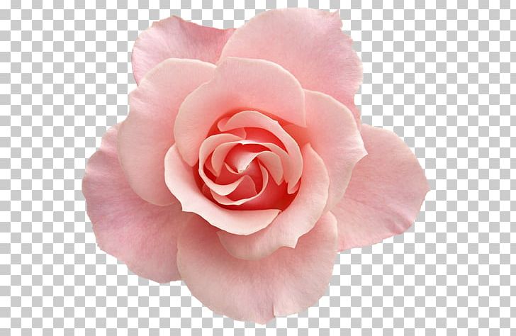 Beach Rose Flower Bouquet Garden Roses PNG, Clipart, Camellia, China Rose, Cut Flowers, Floribunda, Flower Free PNG Download