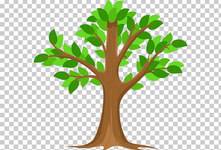 Branch Arecaceae Fruit Tree Woody Plant PNG, Clipart, Arecaceae, Arecales, Areca Palm, Borassus, Branch Free PNG Download