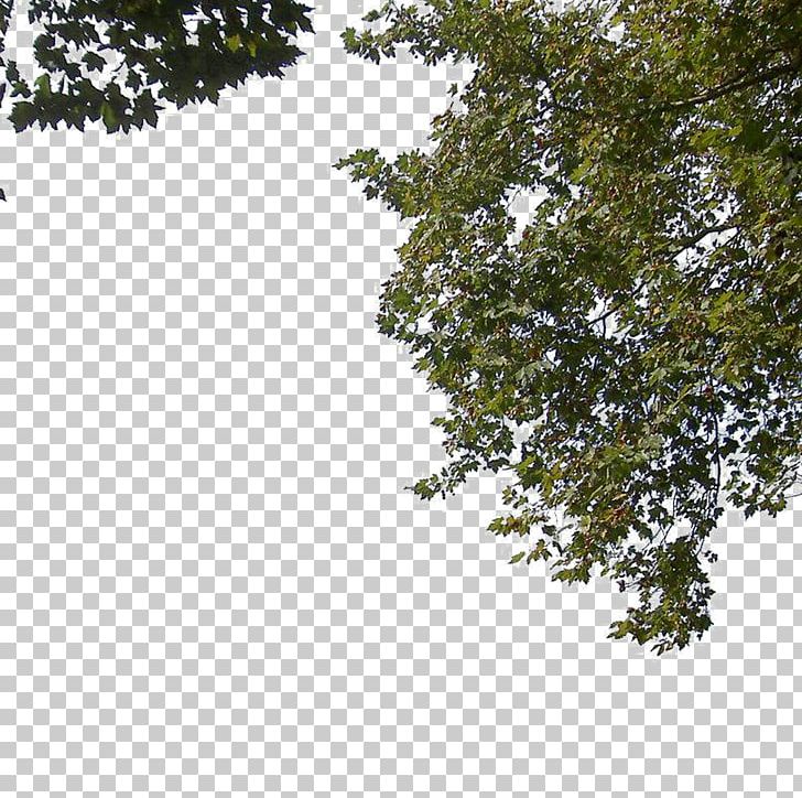 Landscape Foreground Tree PNG, Clipart, Branch, Design, Download, Foreground Tree, Grass Free PNG Download
