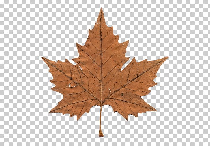 Maple Leaf Canada PNG, Clipart, Autumn Leaf Color, Big Maple Leaf, Canada, Computer Icons, Encapsulated Postscript Free PNG Download
